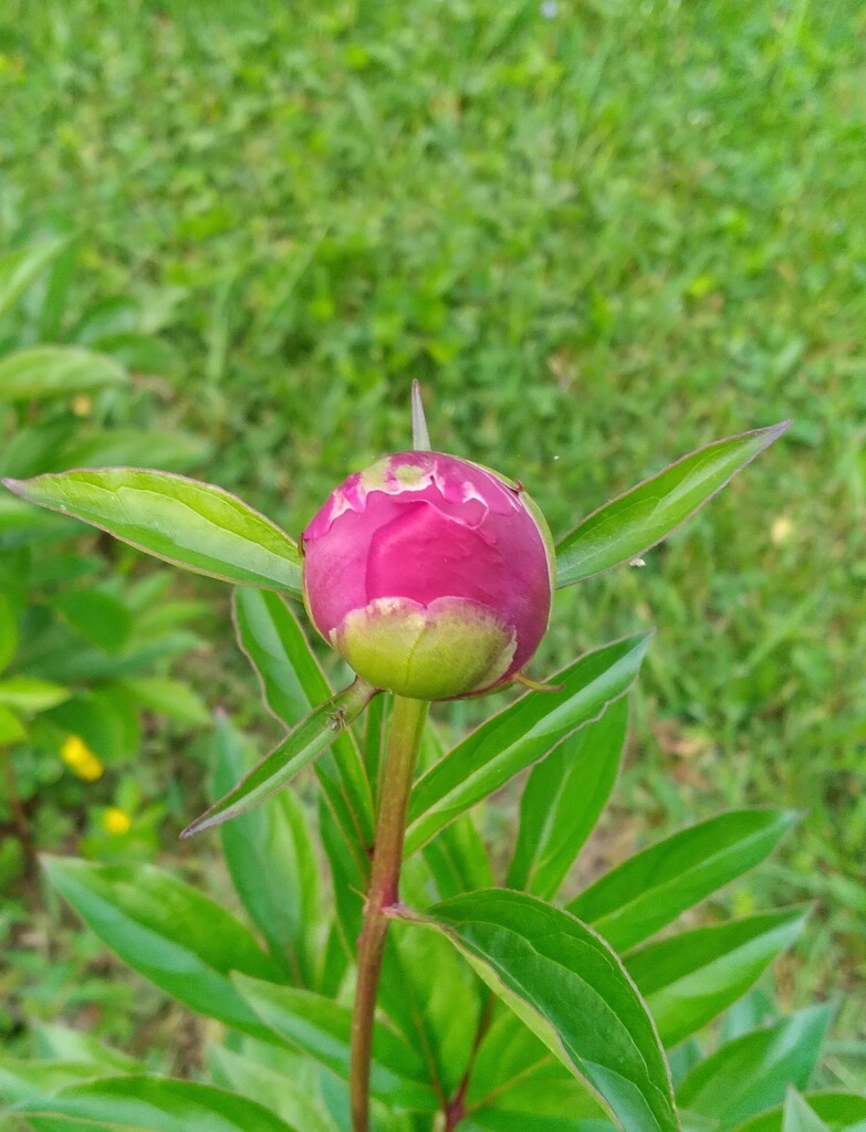 Flower Bud by julie