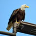 Bald Eagle by stephomy