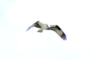 5th May 2022 - Hovering Osprey