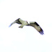 Hovering Osprey by stephomy