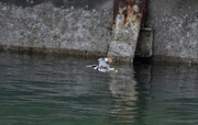 2nd May 2022 - King Fisher flying