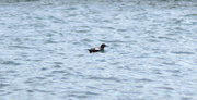 26th May 2022 - Pigeon Guillemot