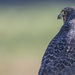 New Zealand Falcon on the look out by creative_shots