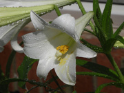 27th May 2022 - White lilies in the sunshine