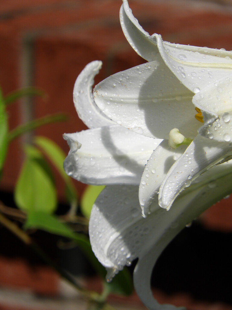 White lilies by homeschoolmom