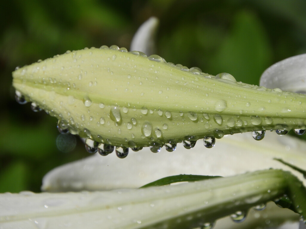 Raindrops on lily blossom by homeschoolmom