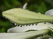 27th May 2022 - Raindrops on lily blossom