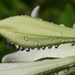 Raindrops on lily blossom