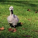 Swan chick by sandradavies