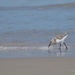 147-365 sandpiper by slaabs