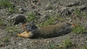 27th May 2022 - Columbian Ground Squirrel