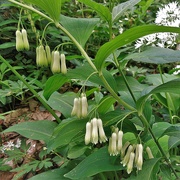 28th May 2022 - May bells in the woods : Solomon's seal