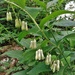 May bells in the woods : Solomon's seal by etienne