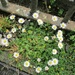 Daisies. by grace55