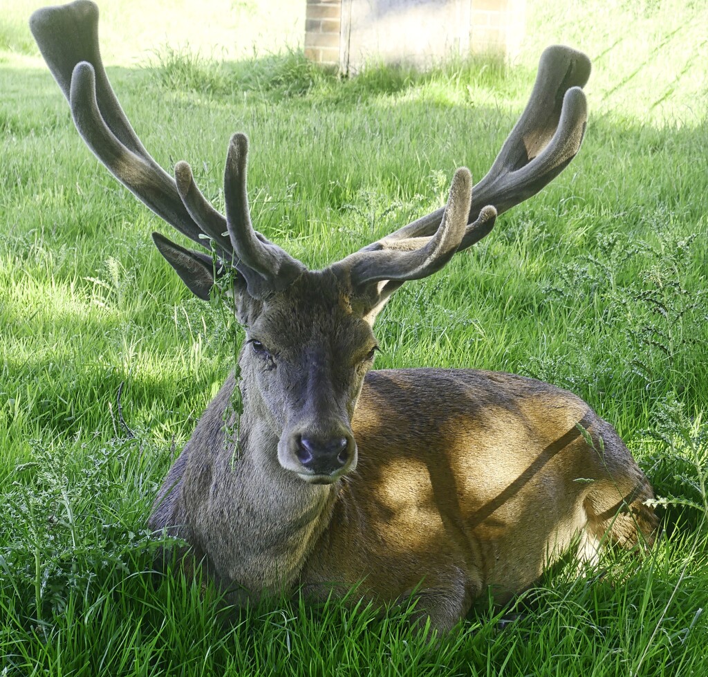 Stag Resting In  Lush Grass by tonygig