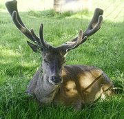 28th May 2022 - Stag Resting In  Lush Grass