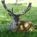 Stag Resting In  Lush Grass by tonygig