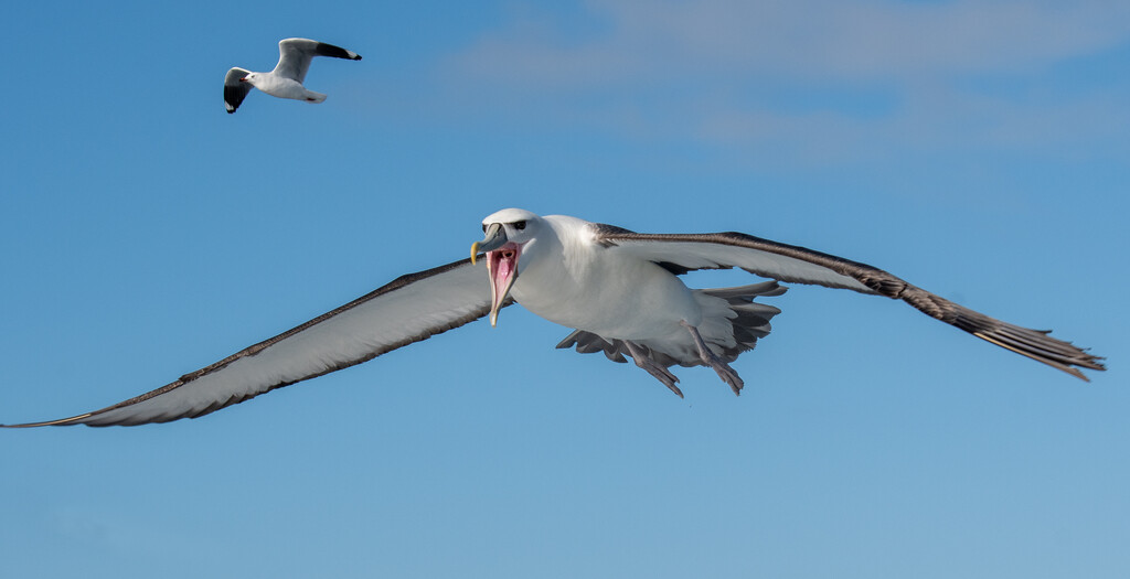 Albatross by yorkshirekiwi