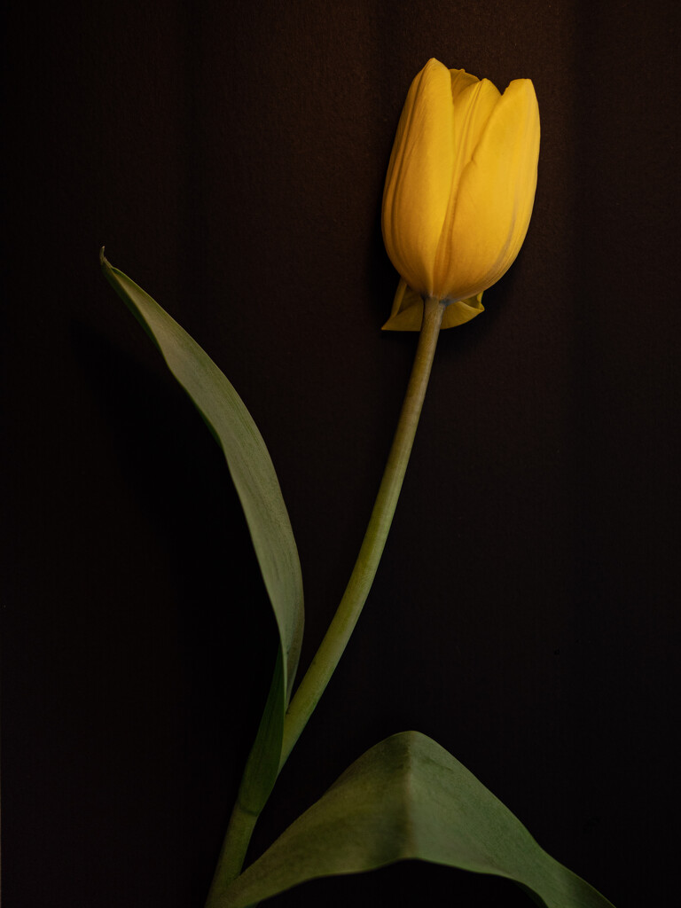 28th May - Tulip by newbank