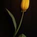 28th May - Tulip by newbank
