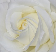 28th May 2022 - Beautiful rose