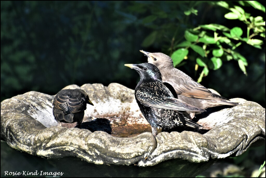 The starling family by rosiekind