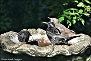 28th May 2022 - The starling family