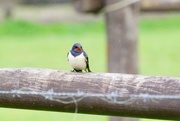 27th May 2022 - RESTING SWALLOW