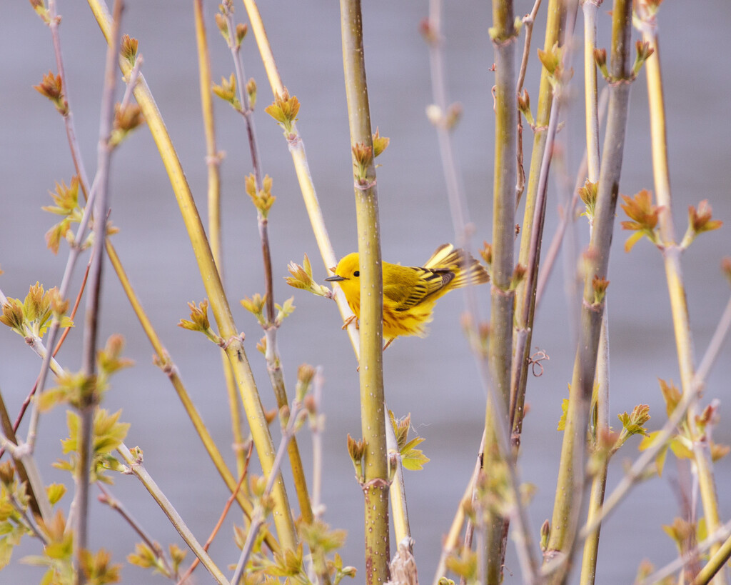 warbler by aecasey