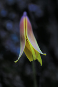 27th May 2022 - Trout Lily (F)