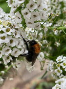 28th May 2022 - Bumble Bee