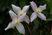28th May 2022 - Clematis........ 