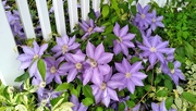 28th May 2022 - Purple Flowers