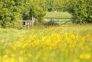 28th May 2022 - Meadow flowers