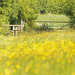 Meadow flowers by shepherdman
