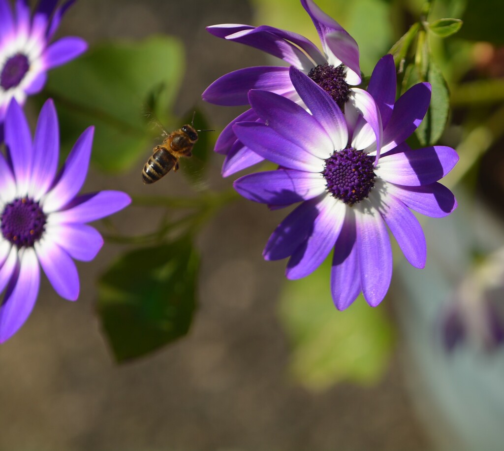 Senetti and insect.......... by ziggy77