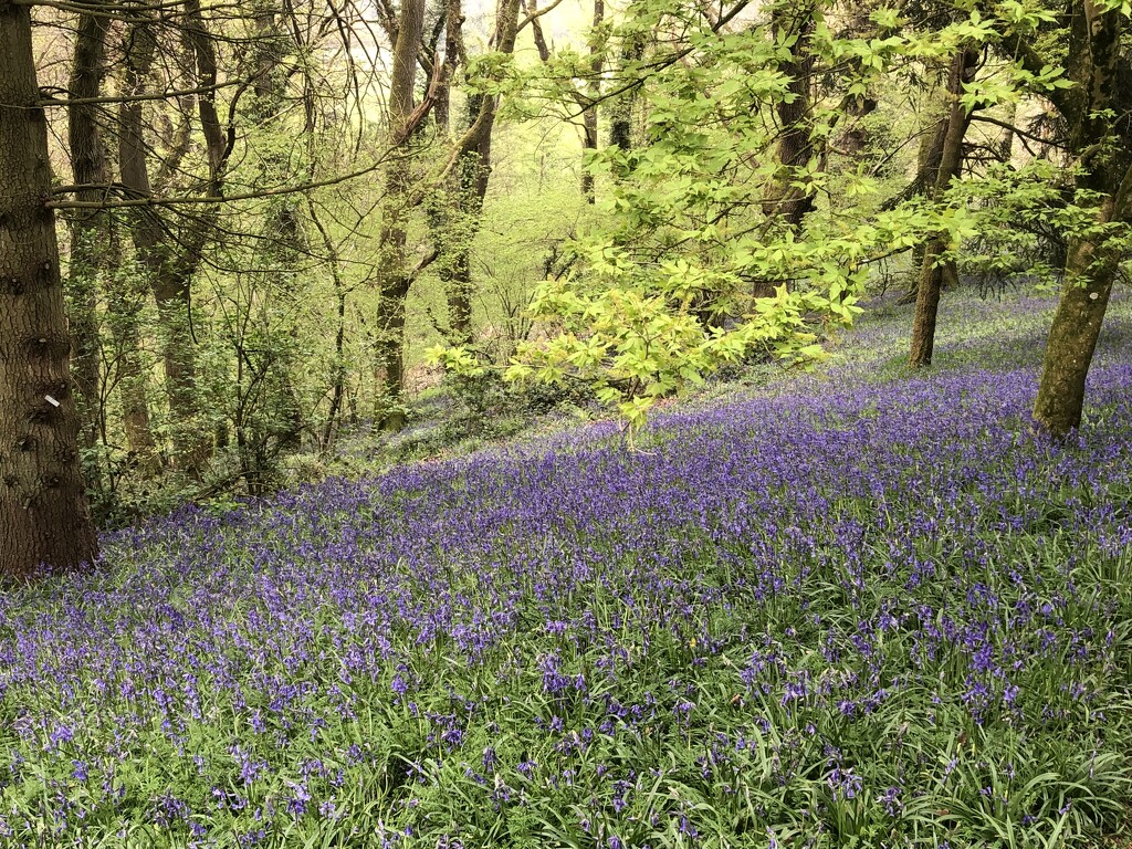 Bluebells in Park Wood, Hergest Croft by susiemc
