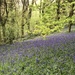 Bluebells in Park Wood, Hergest Croft by susiemc