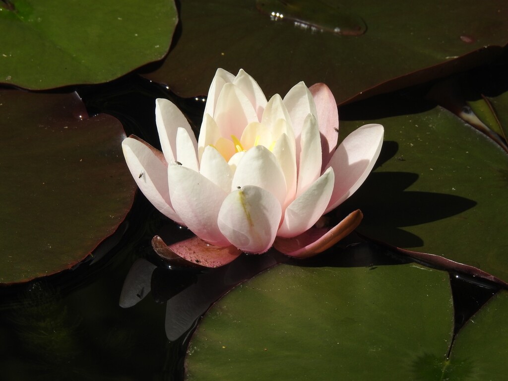 The First Water Lily by susiemc