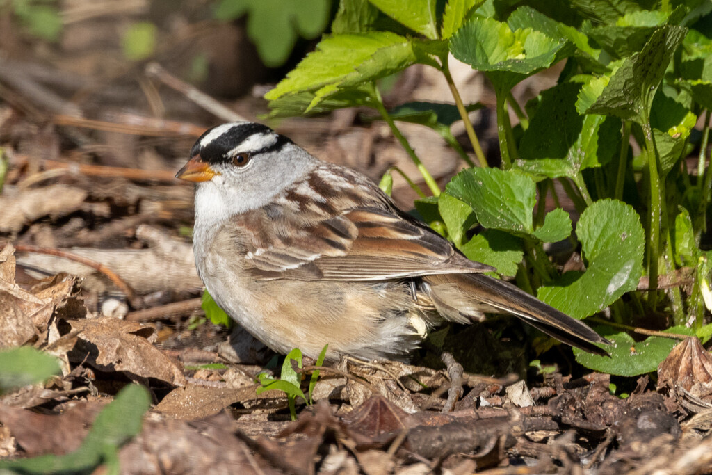 White Crowned Sparrow by jyokota