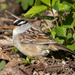 White Crowned Sparrow by jyokota