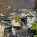 Swimming Above DeSoto Falls  by kvphoto