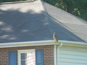 28th May 2022 - Hawk Sitting on Neighbors' Roof