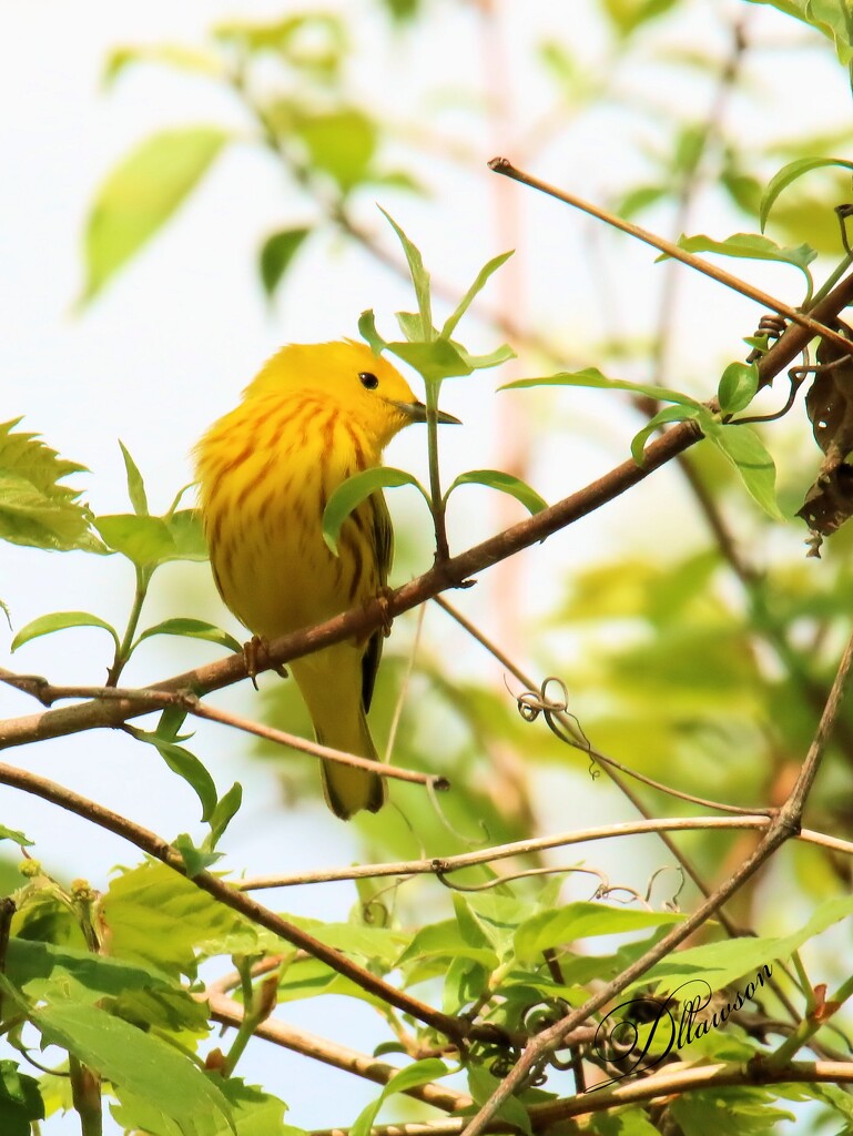 Yellow Warbler by flygirl