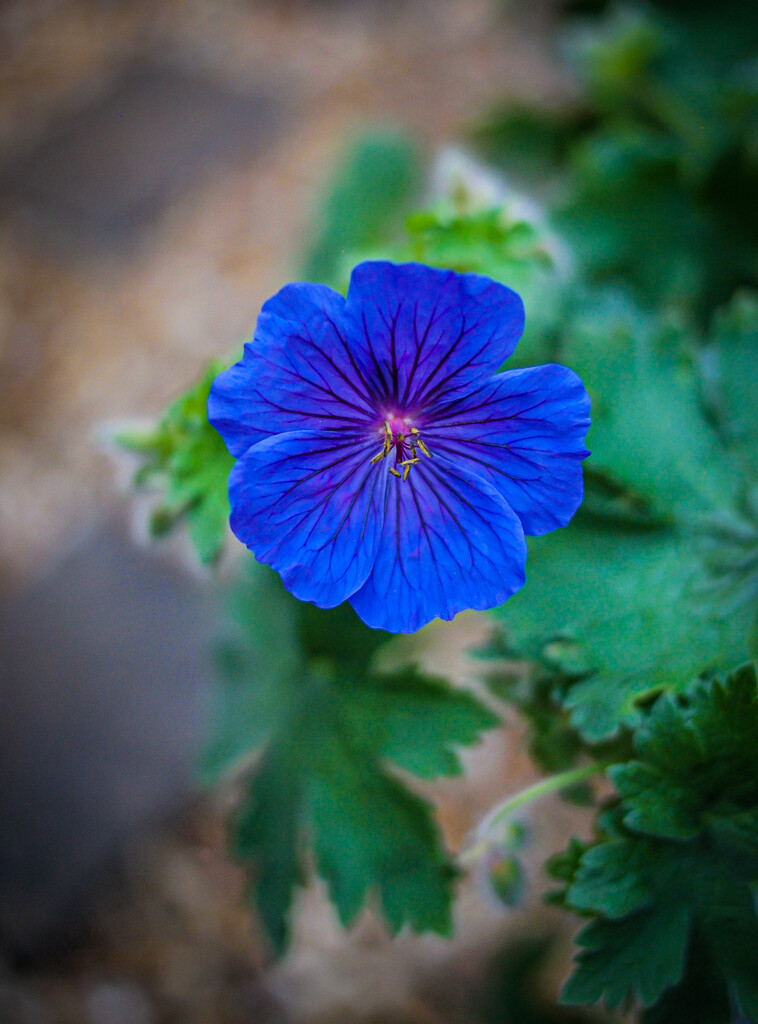 ‘Flower’ by gavj