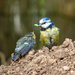 Blue Tit by natsnell
