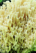 29th May 2022 - Crown-Tipped Coral Mushroom Closeup