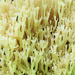 Crown-Tipped Coral Mushroom Closeup by juliedduncan