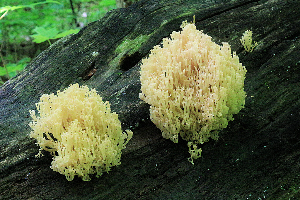 Crown-Tipped Coral Mushroom by juliedduncan