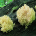Crown-Tipped Coral Mushroom by juliedduncan